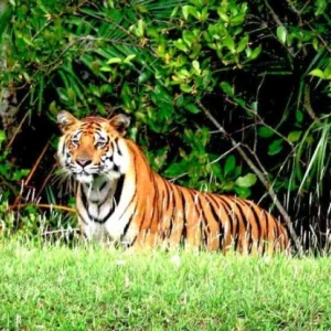 ভারত থেকে বাঘ ঢুকে আহত করেছে ৩ জনকে, লুকিয়ে আছে কৃষিজমিতে