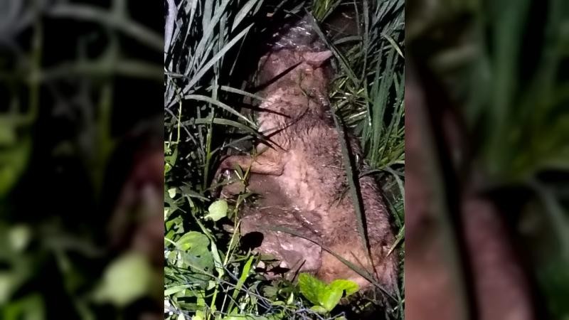 ভালুকায় শিয়ালের কামড়ে নারীসহ আহত ৩