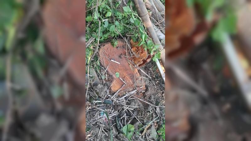 রাজবাড়ির পাংশায় সরকারি গাছ কেটে বিক্রি করলেন শিক্ষক